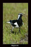 Magpie Lark