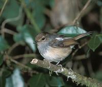 Madagascar Magpie-Robin (Copsychus albospecularis) photo