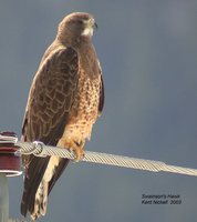 Swainson's Hawk - Buteo swainsoni