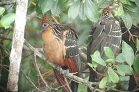 Hoatzin - Opisthocomus hoazin