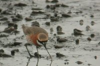 Lesser Sandplover - Charadrius mongolus