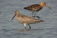 Bar-tailed Godwit - Limosa lapponica