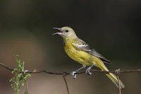 Scott's Oriole (Icterus parisorum) photo