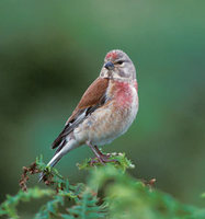 Linnet (Carduelis cannabina) photo