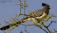 White-bellied Go-away-bird - Corythaixoides leucogaster