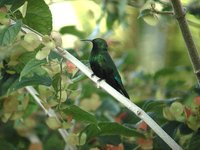 Green-throated Carib - Eulampis holosericeus