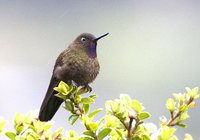 Violet-throated Metaltail - Metallura baroni