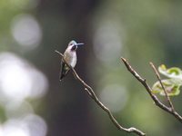 Long-billed Starthroat - Heliomaster longirostris