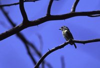 Red-fronted Barbet - Tricholaema diademata