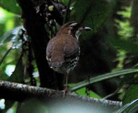 Striated Antthrush - Chamaeza nobilis