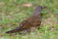 Pale-breasted Thrush - Turdus leucomelas