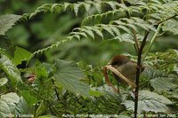 Chubb's Cisticola - Cisticola chubbi