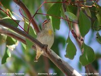 Red-browed Pardalote - Pardalotus rubricatus