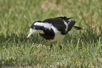 Magpie-lark - Grallina cyanoleuca