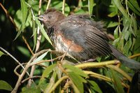 Spotted Towhee - Pipilo maculatus