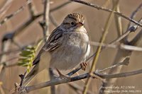 Brewer's Sparrow - Spizella breweri