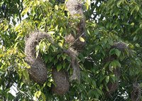 Yellow-rumped Cacique - Cacicus cela