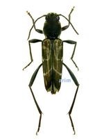 세줄호랑하늘소 - Xylotrechus cuneipennis