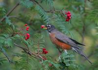 American Robin in the fall berries during migration.