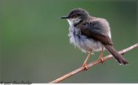 Grey-breasted Prinia