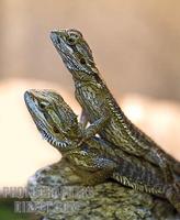Pair of Juvenile Bearded Dragons stock photo
