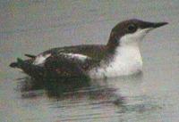 Long-billed murrelets, Brachyramphus perdix