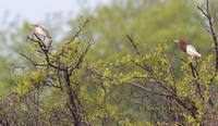 Chinese pond heron C20D 03706.jpg