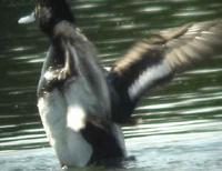 above - a series of pictures (from a video) of the Lesser Scaup, Monkmoor Pool 07/06/05 ©