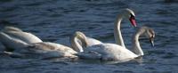 Mute Swan Cygnus olor 혹고니