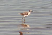 Marsh Sandpiper