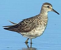 Sharp-tailed Sandpiper