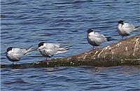 Whiskered Terns