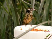 White-eared Catbird