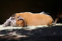 RED RIVER HOG