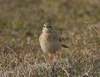 Tawny Pipit (Anthus campestris)