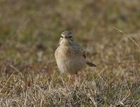 Tawny Pipit (Anthus campestris)