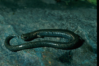 : Batrachoseps regius; Kings River Slender Salamander