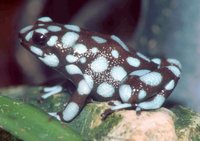 : Dendrobates mysteriosus