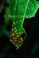 : Dendropsophus ebraccatus