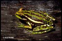 : Hypsiboas semiguttatus