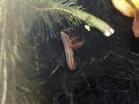 : Pseudobranchus axanthus; Southern Dwarf Siren
