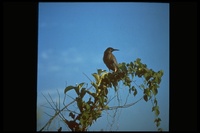 : Butorides striatus; Green-backed Heron