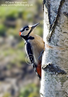 : Dendrocopos major; Great Spotted Woodpecker