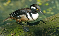 : Lophodytes cucullatus; Hooded Merganser