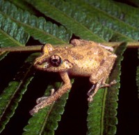 : Spinomantis fimbriatus; Fringed Forest Frog