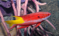 : Bodianus pulchellus; Spotfin Hogfish