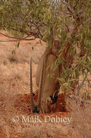 : Oryx beisa callotis; East African Oryx