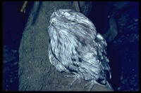 : Podargus sp.; Frogmouth