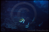 : Heniochus diphreutes; False Moorish Idol