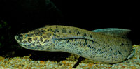 : Protopterus aethiopicus; African Lungfish